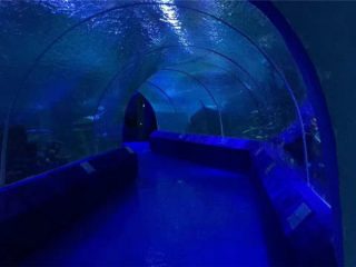 Aquarium Tunnel üçün 180 və ya 90 dərəcə Akril Panellər