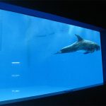 yüksək keyfiyyətli Akrilik akvarium / havuz pəncərəsi sualtı qalın pencerelerdən ibarətdir