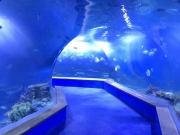 Akvarium akvariumun böyük plastik akvarium tunelidir
