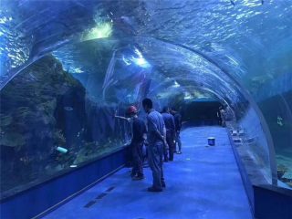 Xüsusi pleksiglas akril tunel akvarium