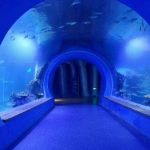 Müxtəlif formalı yüksək aydınlıqlı böyük akril tunel akvarium